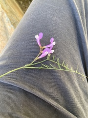 Vicia peregrina