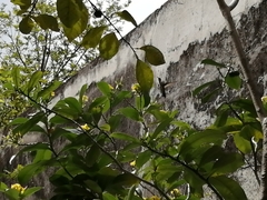 Anthracothorax prevostii