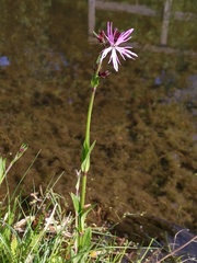 Silene flos-cuculi