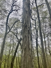 Carya carolinae-septentrionalis