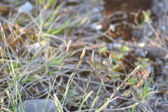 Carex richardsonii