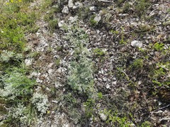 Artemisia alpina