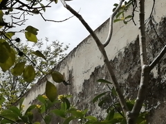 Anthracothorax prevostii