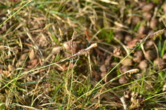 Carex richardsonii