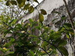 Anthracothorax prevostii