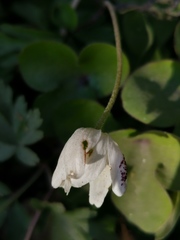 Synchytrium anemones