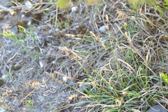 Carex richardsonii