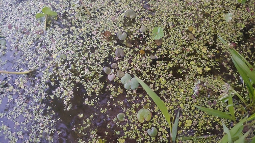 Minute Duckweed (Lemna perpusilla)