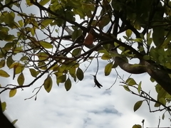 Anthracothorax prevostii