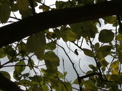 Anthracothorax prevostii