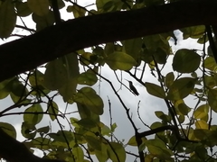 Anthracothorax prevostii