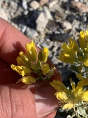 Physaria newberryi