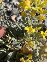 Physaria newberryi