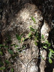 Pleurostylia capensis