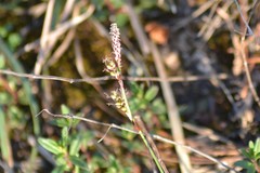 Carex richardsonii