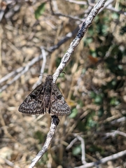 Erynnis telemachus