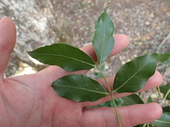 Pleurostylia capensis