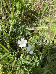 Cerastium viride