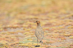 Oreopholus ruficollis