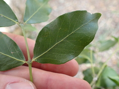 Pleurostylia capensis