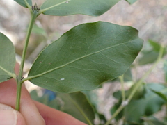 Pleurostylia capensis