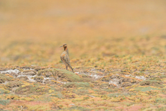 Oreopholus ruficollis