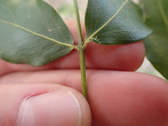 Pleurostylia capensis