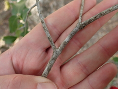 Pleurostylia capensis
