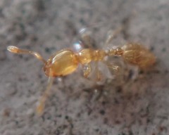 Solenopsis zeteki