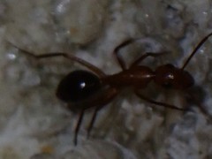 Camponotus inaequalis