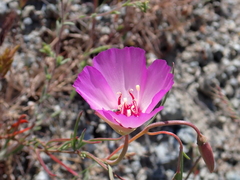Clarkia gracilis tracyi