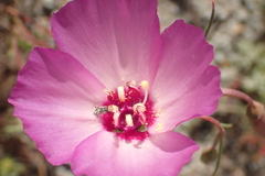 Clarkia gracilis tracyi