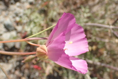 Clarkia gracilis tracyi