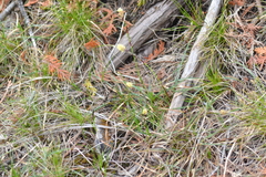 Carex richardsonii