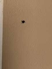 Phidippus audax
