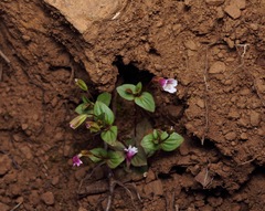 Erythranthe inconspicua