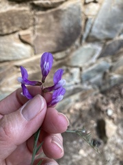 Vicia peregrina