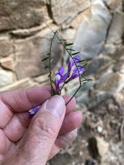 Vicia peregrina