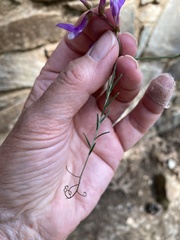Vicia peregrina