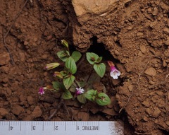 Erythranthe inconspicua