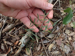 Secamone filiformis