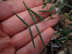 Secamone filiformis