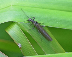 Leuctridae