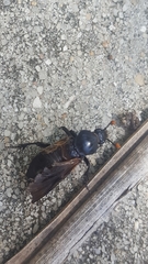 Nicrophorus carolina