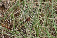 Nomada lathburiana
