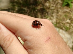 Platyphora congregata