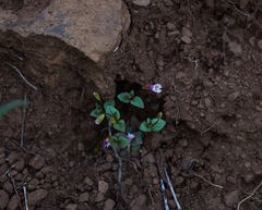 Erythranthe inconspicua