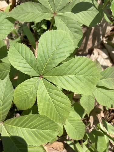 Ohio buckeye (Aesculus glabra)