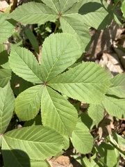 Aesculus glabra