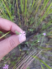 Silene micropetala